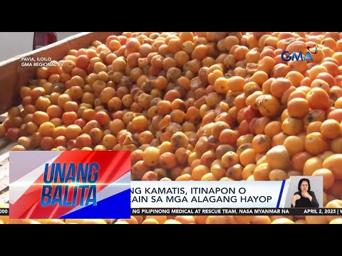 3 tonelada ng kamatis, itinapon o kaya'y ipinakain sa mga alagang hayop sa Pavia,... | Unang Balita