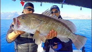 Derinden Gelen Canavar Balıklar Monster Groupers From Deep