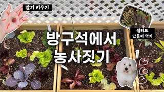 초보 식집사, 아파트에서 농사짓기(+일상)🍓🥗  | 테라스 텃밭 가꾸기 | 브이로그 | 울산 경주 카페 |