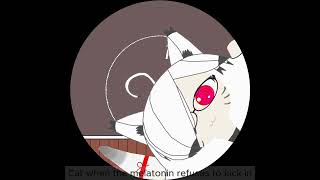 cat going insane from lack of sleep