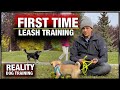 How to Train a puppy to walk on leash for the FIRST TIME