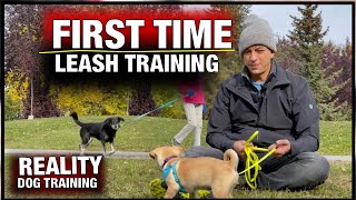 How to Train ANY PUPPY to walk on leash