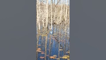 Sluipaanval #mislukt #gevangen #baarsvissen #vissenisleven