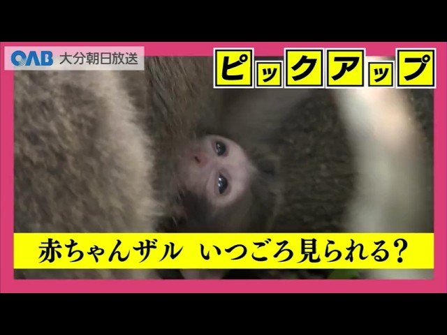 A baby monkey has been born at Takasakiyama! Its name is 