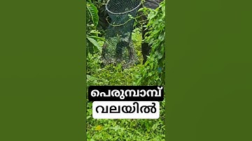 എസ്റ്റേറ്റിൽ പെരുമ്പാമ്പിനെ കണ്ട് ഭയന്ന് തൊഴിലാളികൾ - Python in a estate - #snakerescue #snake