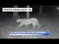 Rare mountain lion sighting confirmed by MDC near St. Joseph