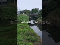 本日の綾瀬川。10/5-3