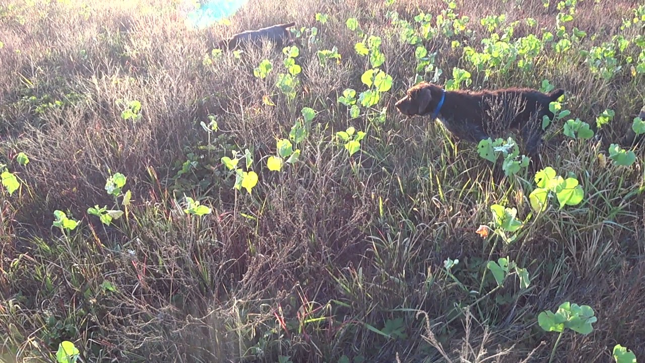 Охота на перепела