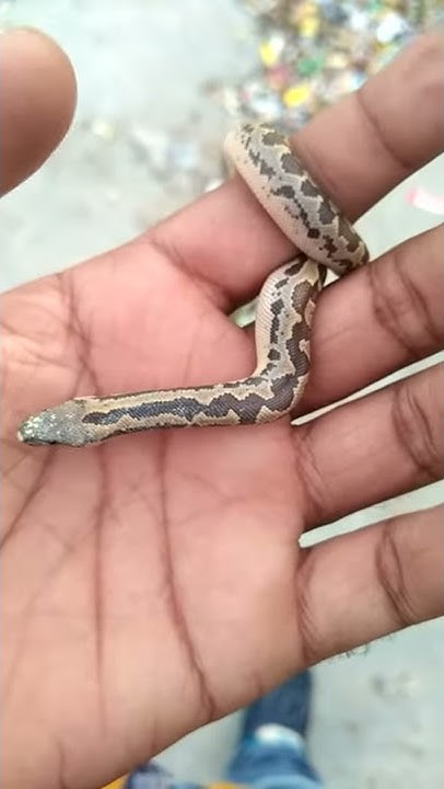 Worlds smallest #python - YouTube