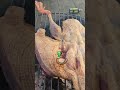 صيد البط و اشوي عالسريع و دوق و ادعيلي  برية  صيد  طبخ