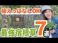 【2026年春 宿根草決定版!】コレ植えとけば間違いなし!プロ厳選のおすすめ苗をご紹介します♪