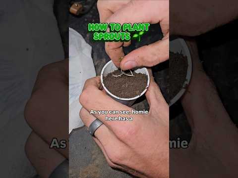 Planting sprouted <strong>seeds</strong> 🌱