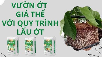 Vườn ớt chuông giá thể với quy trình "Lẩu Ớt" - FUNOFARM