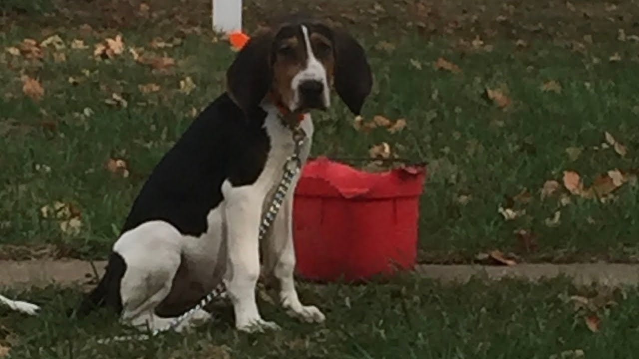 treeing coonhound puppies Training Walker Pup about Raccoons