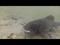 Mongolia 2017 - monster grayling and taimen fishing expedition