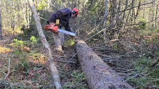 Cleanup after another crazy wind storm at the Cabin by NB88 6,810 views 3 months ago 14 minutes, 45 seconds