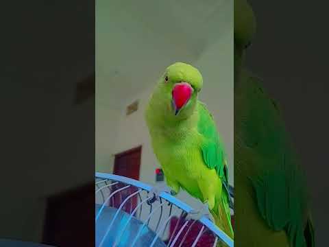 mai tota mai tota #parrot #funnyanimal #talkingparot #funny #birds #comedy