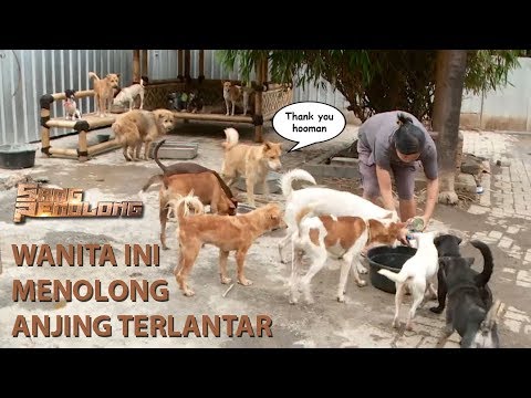 Video: Rumania Tidak Ada Tempat Aman Untuk Anjing Liar