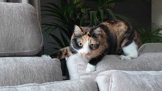 This New Velvet Sofa Is Purrfect For Our Cats !