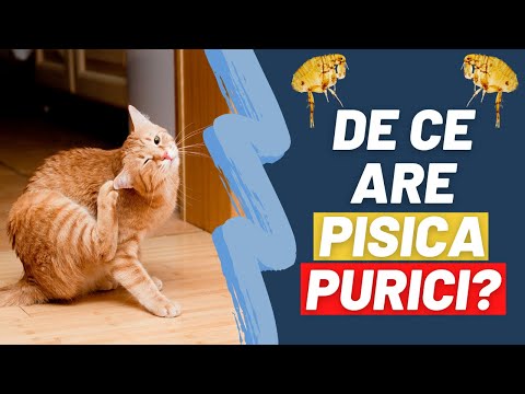 Video: Totul Despre Purici De Pisică - Ctenocephalides Felis