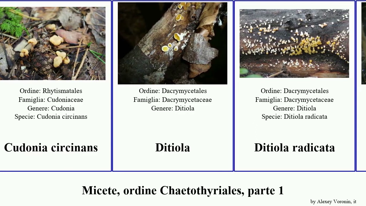 Micete, ordine Chaetothyriales, parte 1 luna fungus alpina chlorella terrestris glabrata neglecta
