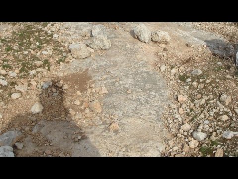 السيال التكنيزي