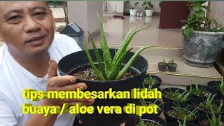 CARA PEMELIHARAAN LIDAH BUAYA / ALOE VERA SEMINGGU SETELAH TANAM & SEBULAN SETELAH TANAM