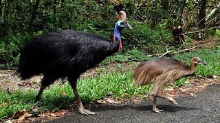 Beyond the Fear: The Vital Role of the World’s Most Dangerous Bird