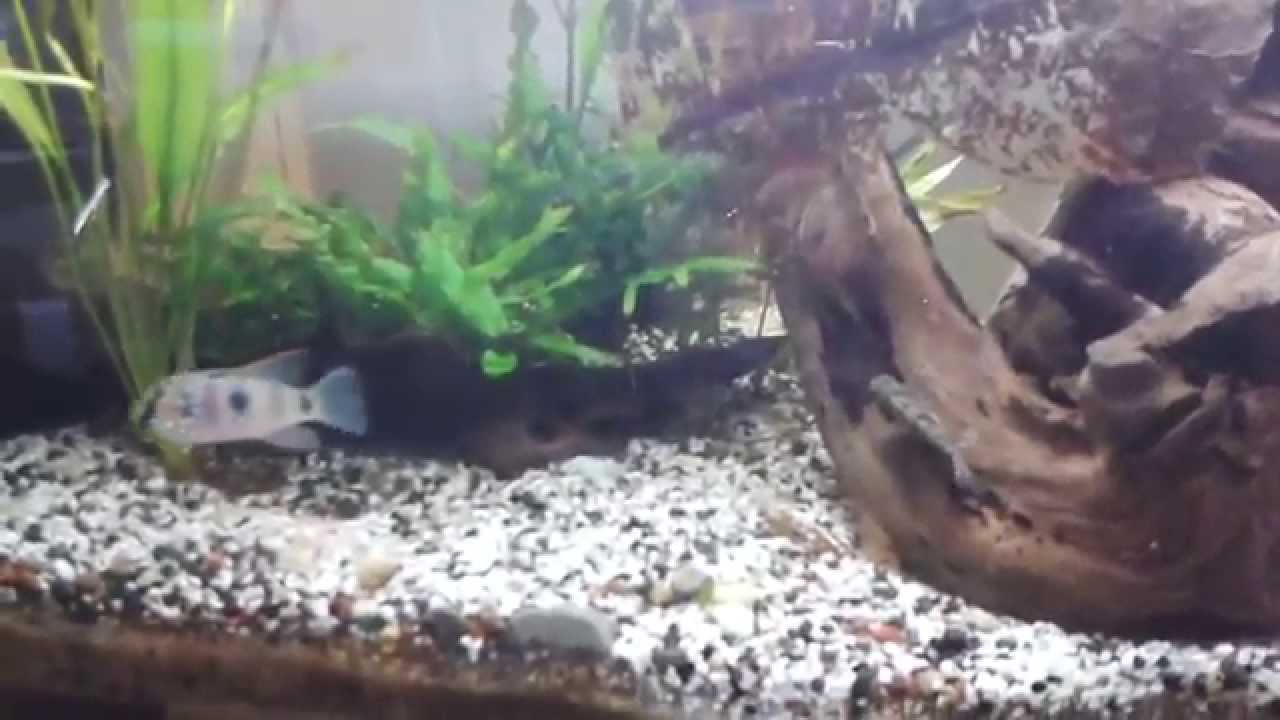 Afrikan. Schmetterlingsbuntbarsch, Anomalochromis thomasi, beim Laichen