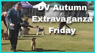 2023 DV Autumn Extravaganza (Friday)  Terrier Dogs Best in Group