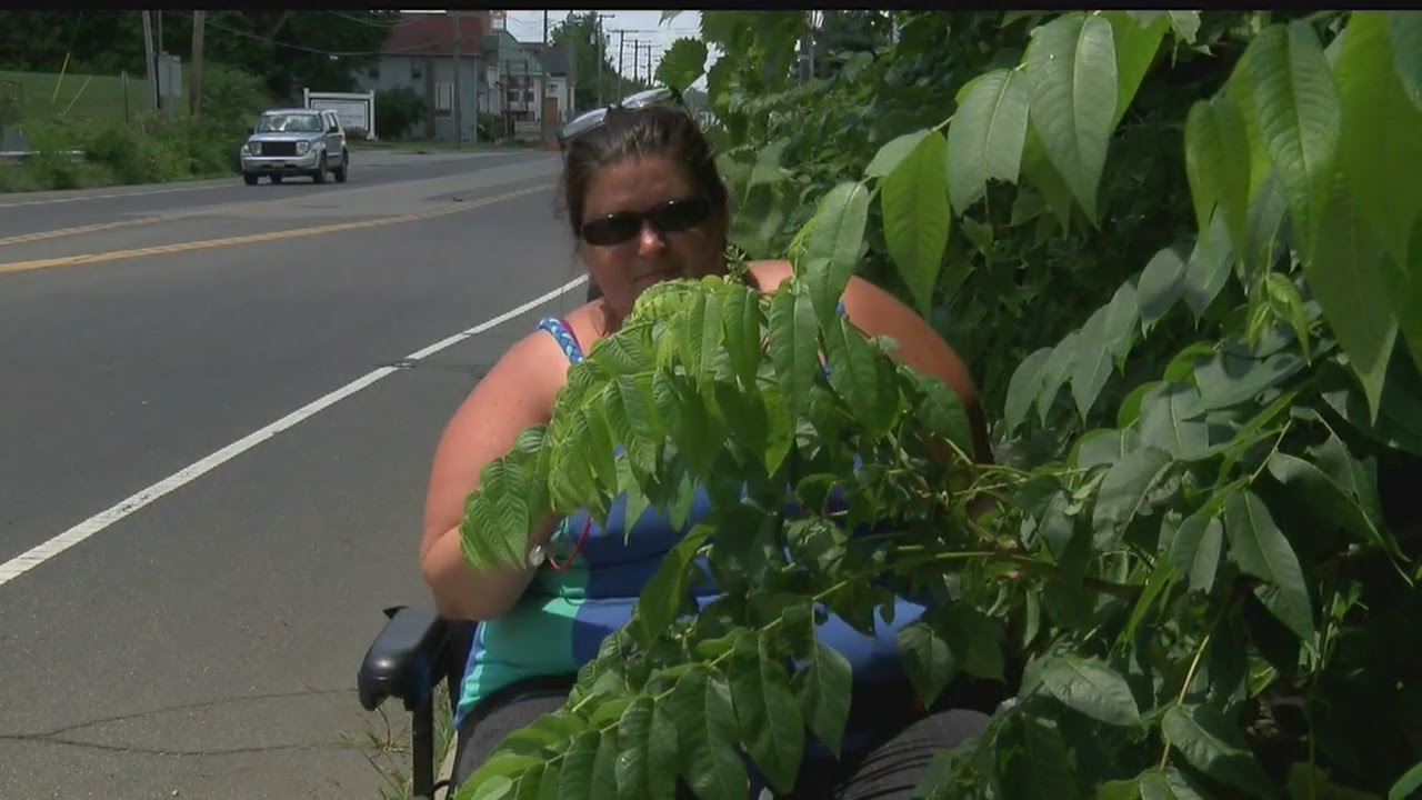 Overgrown bushes on Mahoning Ave. bridge trimmed, sidewalk accessible