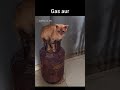 new song 🎵 #cat #funnymemes #funny #shorts