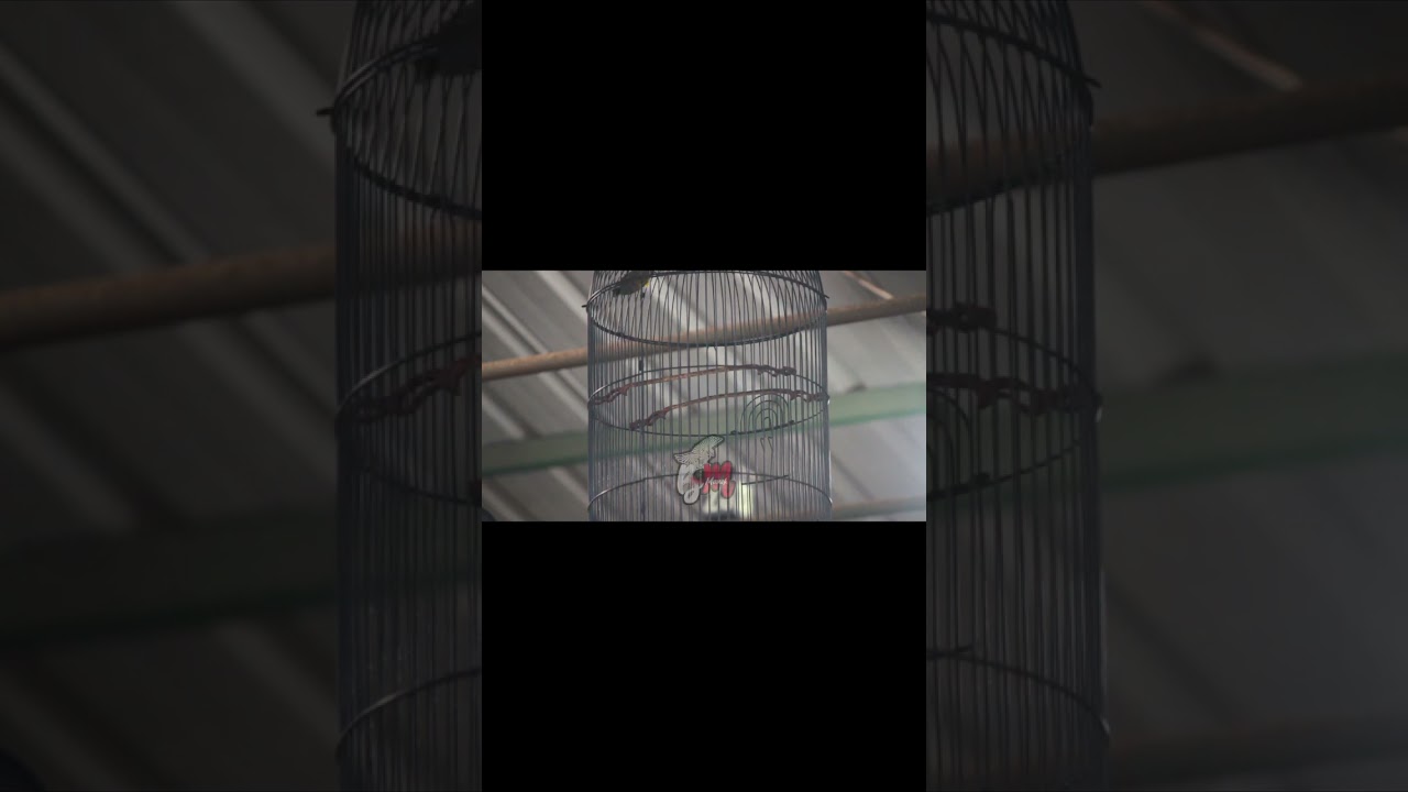 Sogon PLN tampil diAtmajaya Tulungagung