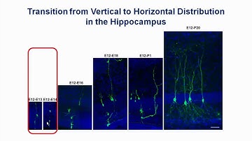 Organizing the Hippocampus