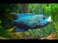 Achtbindenbuntbarsch, Rocio octofasciata Black Dempsey Cichlasoma octofasciatum Aquarium Buntbarsche