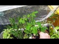 Veggie garden walk through &amp; saving a few snake bean seeds 25th December 2012..