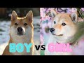 Male Vs Female Shiba Inu Which One Is Better Male Vs Female Shiba Inu Which One Is Better