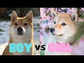 Male vs. Female Shiba Inu: Which One Is Better?