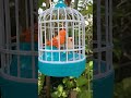 Asmr happy birds toys