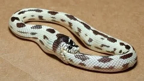 ¿Puede la serpiente morderse a sí misma?