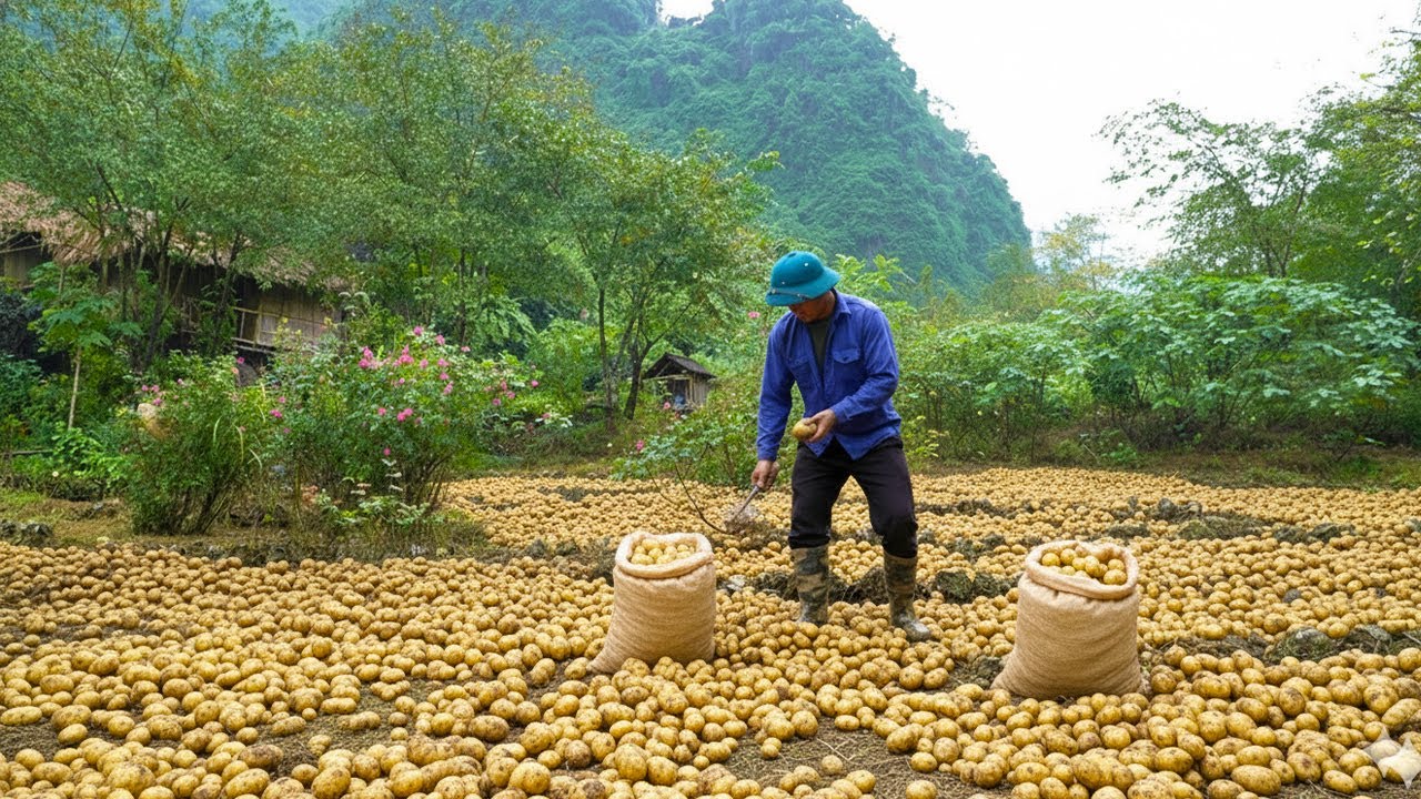 Life After Release from Prison: Reclaiming Barren Land to Grow Potatoes, Building a New Life.