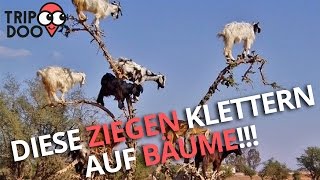 Ziegen Auf Bäumen Baumziegen Marokko Tripdoo.de