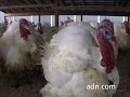 Farming turkeys