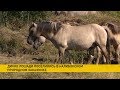 Тарпановидные лошади вернулись: новоселье в Налибокской пуще