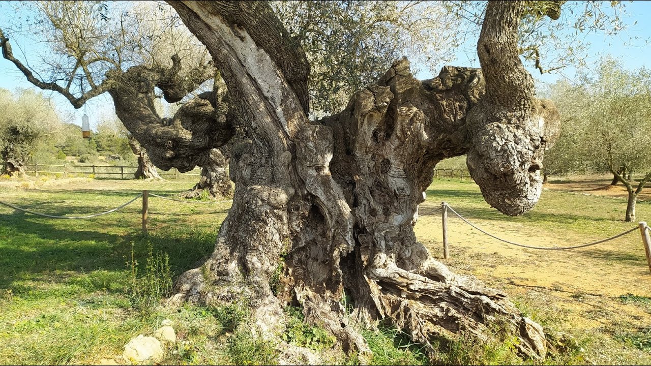 La Jana – Castelló/Castellón (España)