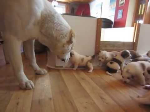 Elevage De Berger Dasie Centrale Amou Daria Buster