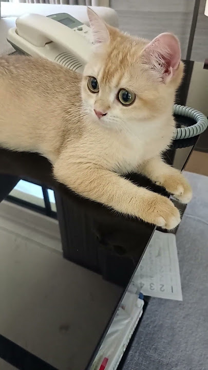 cewek lincah ⁉️😁☺️☺️#kucing #cat #shorts