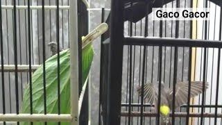 Penjodohan Blackthroat Somereni