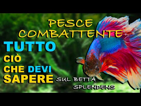 Betta Splendens Pesce Combattente Acquario e Riproduzione