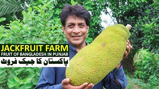 JACKFRUIT of Punjab-Pakistan | Largest Fruit of the World | Fruit and PLANTS Online Available